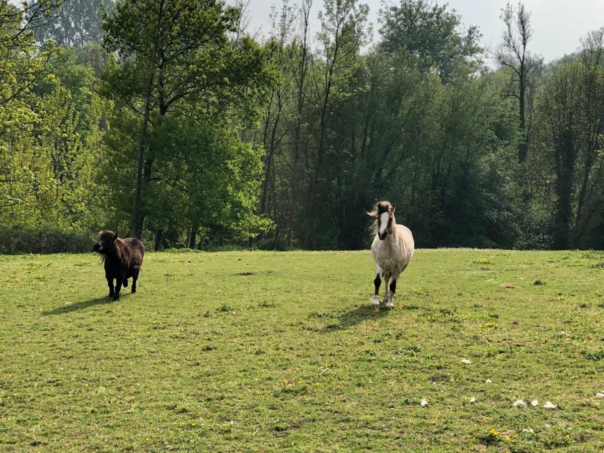 B&B La Douceur De La Miclette Ellezelles Bagian luar foto